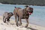 CANE CORSO 251